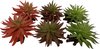 Terra Della - Terrariumplant - Reptielen - Sedum 13x12,5x10cm Gemengde Kleuren - 1st