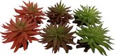 Terra Della - Terrariumplant - Reptielen - Sedum 13x12,5x10cm Gemengde Kleuren - 1st