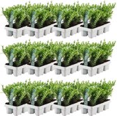 YouFlowers - 72 hulstplanten winterhard | 72 x Ø7 cm - 15 cm | Ilex crenata Jenny | haagplanten | buxus vervanger | Tuinplanten | Planten