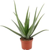 XXL Aloë Vera - Ø 19 cm - Hoogte: 60cm - Vetplant - Makkelijk te onderhouden Aloe Vera - Kamerplant - Vetplant - Succulent - Aloë - luchtzuiverend