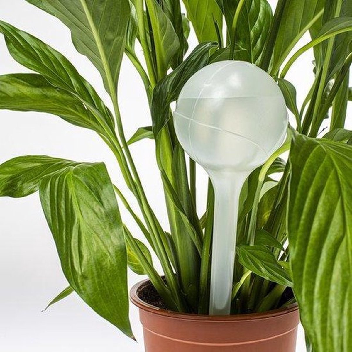 Ferrarium Waterdruppelaar set van 6 stuks voor Planten semi-transparant – Automatisch Watergeefsysteem voor Kamerplanten – Planten Watergever met Druppelsysteem – Waterbol