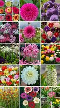 Bulbs by Brenda - Zomerbloeiers Surprise Pakket - 100 stuks - dahlia - vaste planten - bloembollen - knollen - bijen - vlinders