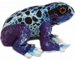 foto van Pia soft Toys Knuffeldier Kikker - gifkikker tinctorius azureus - premium kwaliteit knuffels - blauw - 24 cm