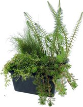 vdvelde.com - Zuurstofplanten Set - Zuurstofplant - 4 planten - Plaatsing: -1 tot -20 cm