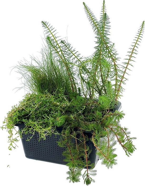 vdvelde.com - Zuurstofplanten Set - Zuurstofplant - 4 planten - Plaatsing: -1 tot -20 cm