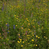 MRS Seeds & Mixtures : Schaduwrijk Bloemenmengsel – Meerjarig – groeihoogte: 20 -120 – schaduwtolerante bloemen – lage onderhoudsbehoefte – trekt nuttige insecten aan