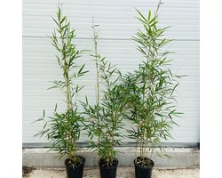 5 stuks Fargesia 'Robusta Campbell' - Niet Woekerende Bamboe 80-100cm in kweekpot 2 liter - Bamboe en Siergrassen
