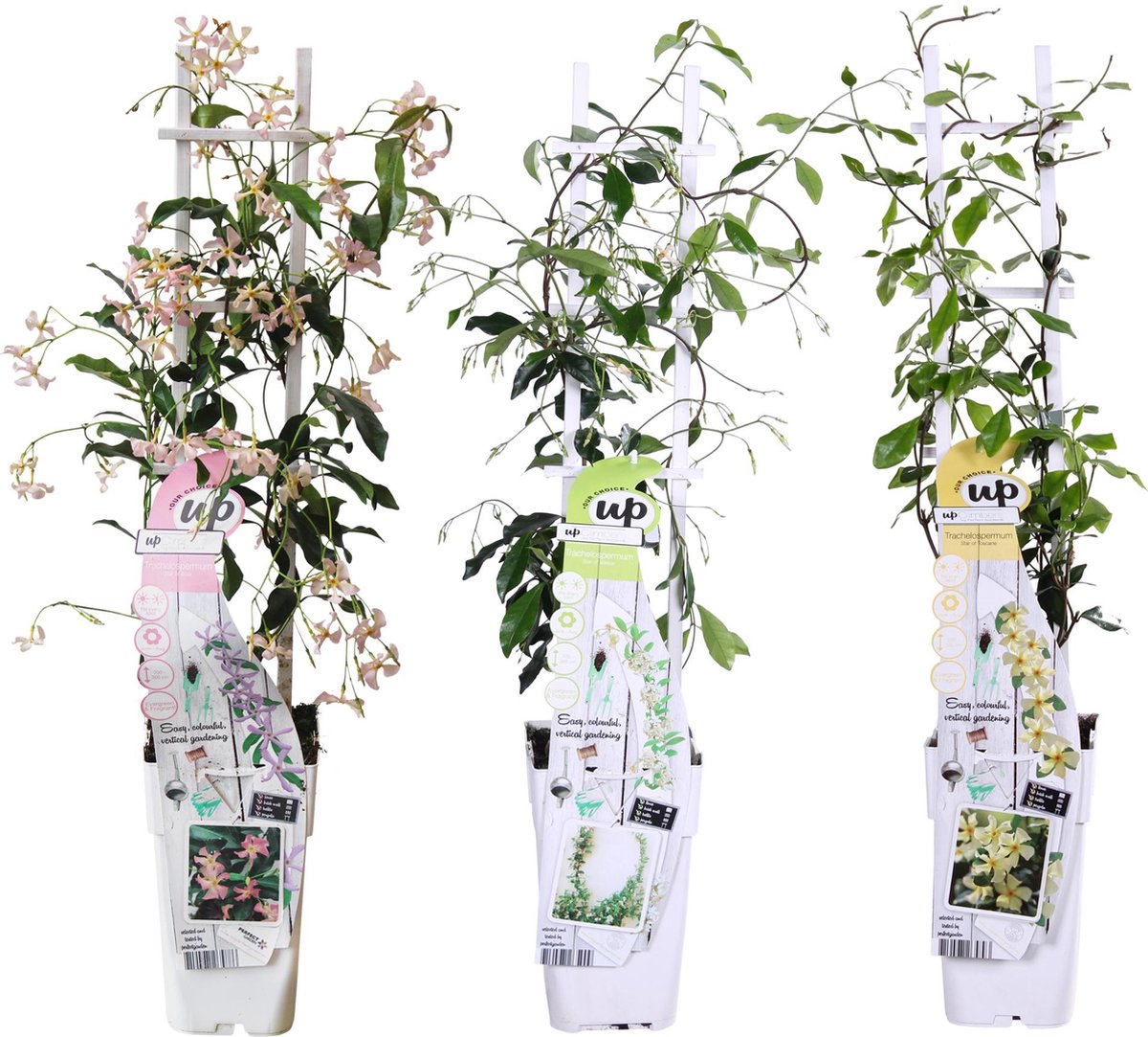 3x -Sterjasmijn, diverse Kleuren, Trachelospermum Mix - ↨65cm - Ø15