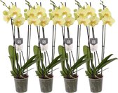 Plantenboetiek.nl | Phalaenopsis Volterra - 3 tak orchidee | 4 stuks - Ø12cm - 60cm hoog - Kamerplant - Bloeiende kamerplant - Multideal - Orchideeën