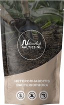 Heterorhabditis bacteriophora | Aaltjes | Tegen engerlingen | snuitkevers | taxuskever | Meikever | Makkelijk bestrijden van 20m2