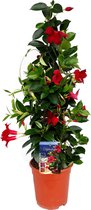 Plant in a Box - Mandeville 'Rio Deep Red' - Dipladenia - Bloeiende tuinplant - Klimplant - Terras- en balkon plant - Pot 17cm - Hoogte 60-70cm