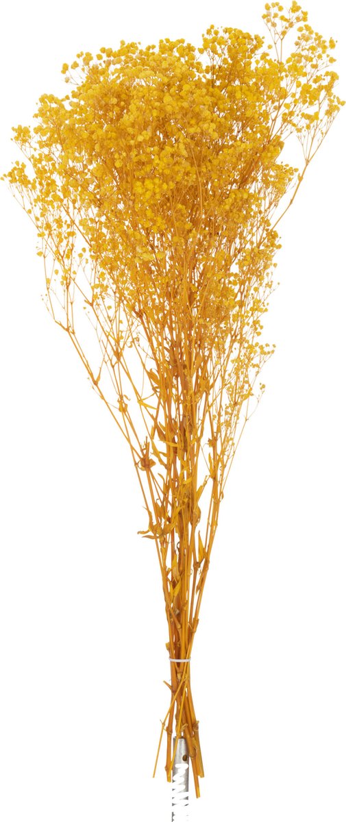 J-Line droogbloemen - Bundel Gedroogde Gypsophilia - riet - geel