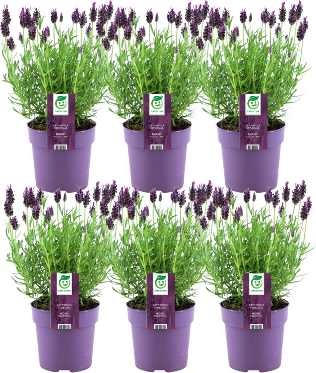 Set van 6 Stuks Franse Lavendel - Lavandula stoechas Anouk in 13cm Pot