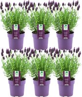 Set van 6 Franse Lavendels - Lavandula stoechas Anouk® 12 cm Ø - Lavendel planten - vers van de kwekerij geleverd - Bij en vlinder vriendelijke planten