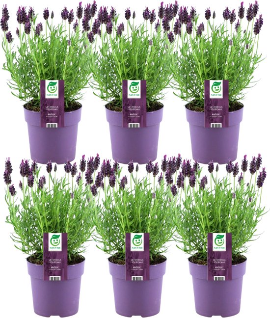 Set van 6 Franse Lavendels - Lavandula stoechas Anouk® 12 cm Ø - Lavendel planten - vers van de kwekerij geleverd - Bij en vlinder vriendelijke planten