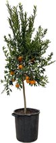 Mandarijnboom voor binnen en buiten 200 cm hoog, Citrus Mandarino