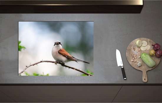 Foto: Inductieplaat beschermer aankijkende grauwe klauwier vogel op tak 70x51 cm 2 mm dik inductie beschermer bescherming inductiekookplaat kookplaat beschermer van wit vinyl