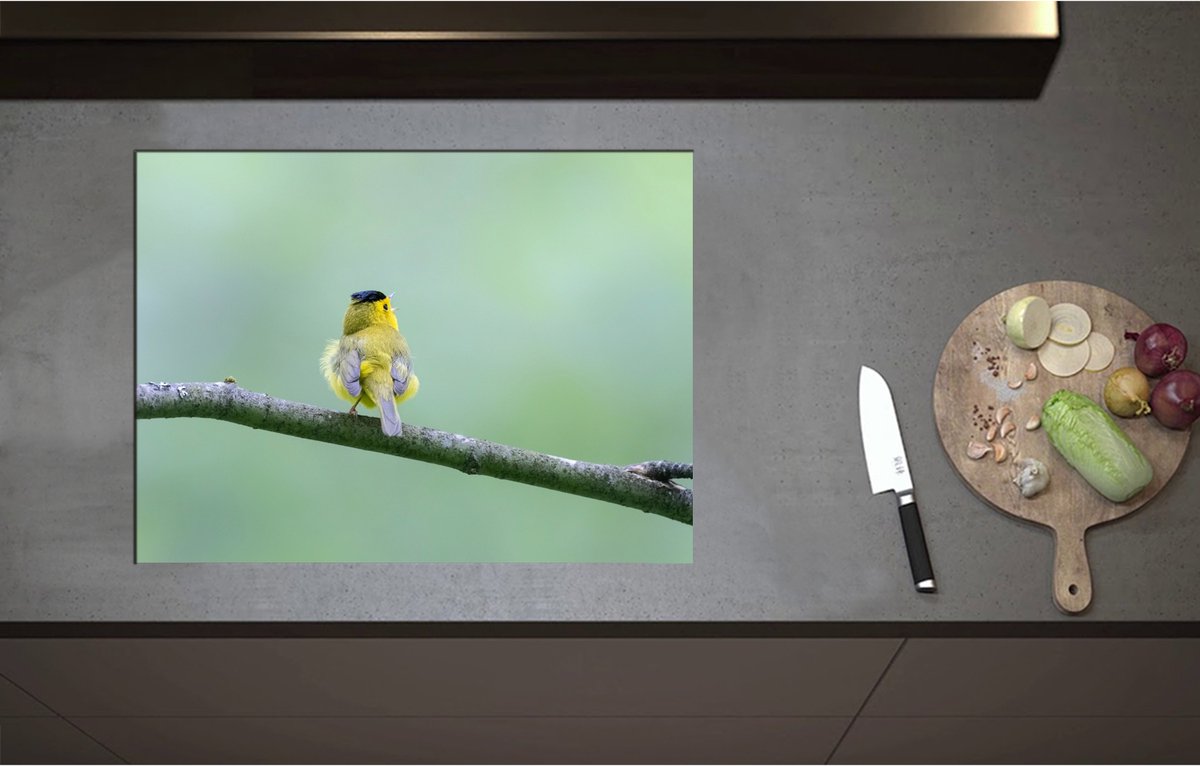 Inductieplaat Beschermer - Achteraanzicht van Zingend Geel Wilsons Vogeltje op een Tak - 70x52 cm - 2 mm Dik - Inductie Beschermer - Bescherming Inductiekookplaat - Kookplaat Beschermer van Wit Vinyl