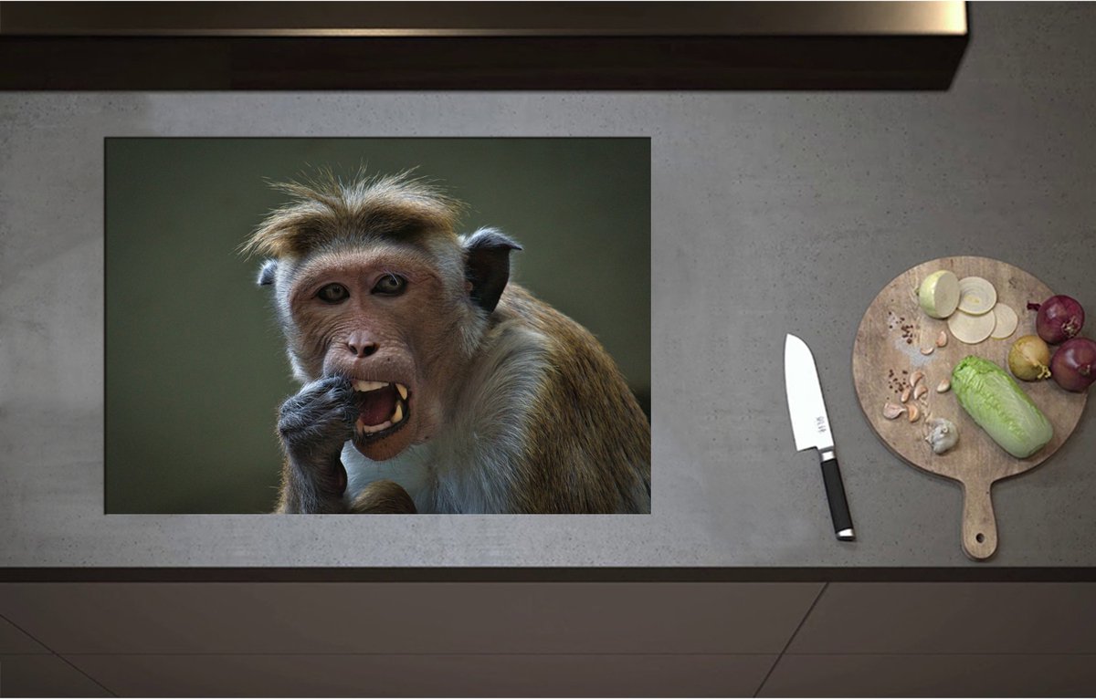Inductieplaat Beschermer - Aankijkende Resus Aap aan het Eten - 75x52 cm - 2 mm Dik - Inductie Beschermer - Bescherming Inductiekookplaat - Kookplaat Beschermer van Wit Vinyl