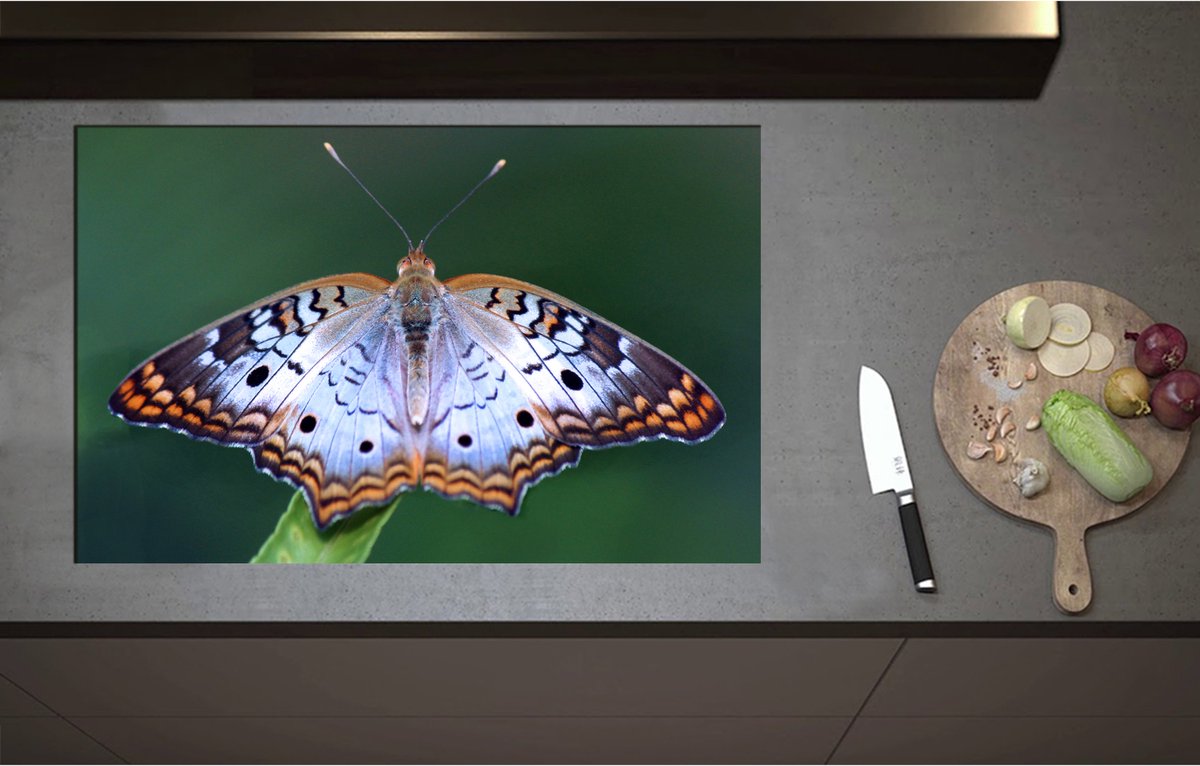 Inductieplaat Beschermer - Anartia jatrophae Blauw met Bruine Vlinder - 85x55 cm - 2 mm Dik - Inductie Beschermer - Bescherming Inductiekookplaat - Kookplaat Beschermer van Wit Vinyl