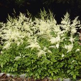 Astilbe Japonica 'Deutschland' | 1 stuk | Schaduwplant | tuinplant schaduw | 11x11 cm Kwekerspot | Snijbloem | verwilderend | Geschikt voor in Pot | winterhard | Wit