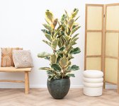 Ficus Elastica Tineke struik - 170cm
