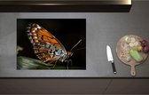 Inductieplaat Beschermer - Acraea vlinder zit op groen blad met zwarte achtergrond - 70x52 cm - 2 mm Dik - Inductie Beschermer - Bescherming Inductiekookplaat - Kookplaat Beschermer van Zwart Vinyl