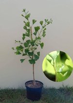 Jonge Zuilvormige Japanse Notenboom | Ginkgo biloba 'Blagon' | 100-150cm hoogte