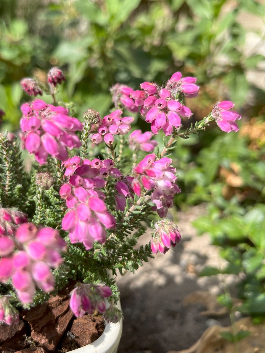 Heide tuintje Zomer mix 6 Stuks Calluna vulgaris 1.5L Plant Tuinplant