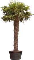 Palmier éventail chinois 280 cm hauteur du tronc 380 cm
