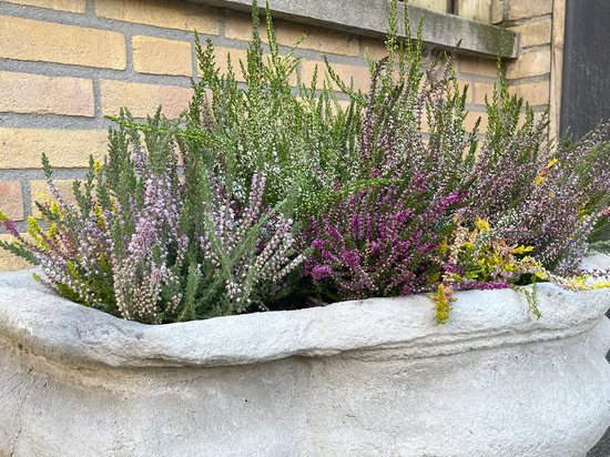Heidetuintje - Zomer & Winterheide Mix - 10 Stuks - Erica & Calluna - P9.5 - Plant - Tuinplant