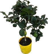 Fruitboom – Citroenboom (Citrus Lemon) met bloempot – Hoogte: 90 cm – van Botanicly