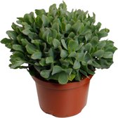 Vetplant – Kussentjesvetplant (Crassula) – Hoogte: 30 cm – van Botanicly