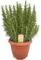 Kruidenplant – Rozemarijn (Rosmarinus officinalis) – Hoogte: 45 cm – van Botanicly
