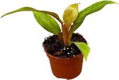 Groene plant – Philodendron (Philodendron Orange Marmalade) – Hoogte: 15 cm – van Botanicly