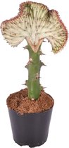 Cactus – Wolfsmelk (Euphorbia Lactea Cristata) – Hoogte: 35 cm – van Botanicly