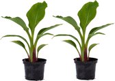 Plant in a Box - Musella lasiocarpa - Fruitboom - Set van 2 - Pot 9cm - Hoogte 25-40cm