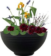 vdvelde.com - Mini Vijver Schaal met Planten Set - Zwart - Voor 25 - 100 L - Complete mini vijverset - Plaatsing: -10 tot -20 cm