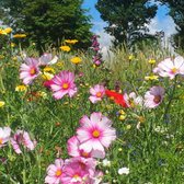 MRS Seeds & Mixtures Zomerbloemenmengsel eenjarig - 58 Bloemsoorten - Groeihoogte: 60-80 cm – Trekt bijen, hommels en vlinders aan – Snelle eerste bloei