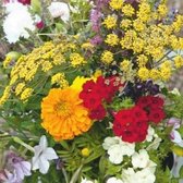 MRS Seeds & Mixtures Bloemenmengsel Geurende tuinen – 16 eenjarige bloemsoorten – trekt nuttige insecten aan – stimuleert de biodiversiteit - Voor bloementuinen en borders