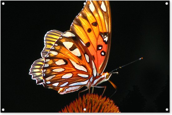Tuinposter Vlinder Op Bloem - 30x40 Cm, UV-Bestendig Tuindoek Voor Buiten, Met Ophangringen