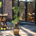 Fruitplant met groene bladeren in een terracotta pot op een houten terras.