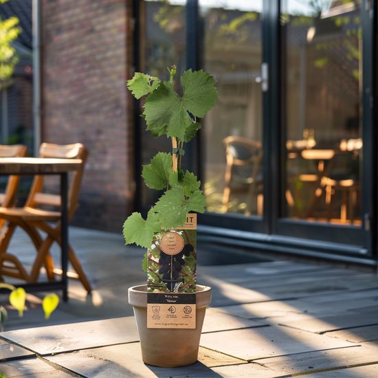 Fruitplant met groene bladeren in een terracotta pot op een houten terras.