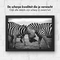 Zwart-wit foto van twee zebra's die tegen elkaar duwen, ingelijst in een zwarte lijst.