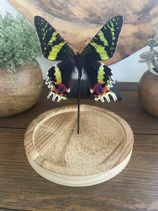 Stolp met een echte vlinder : Urania Ripheus 