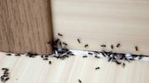 Ferrarium aaltjes tegen mieren - Mieren bestrijden - 48 miljoen Aaltjes - Ongediertewering - Natuurlijke bestrijding