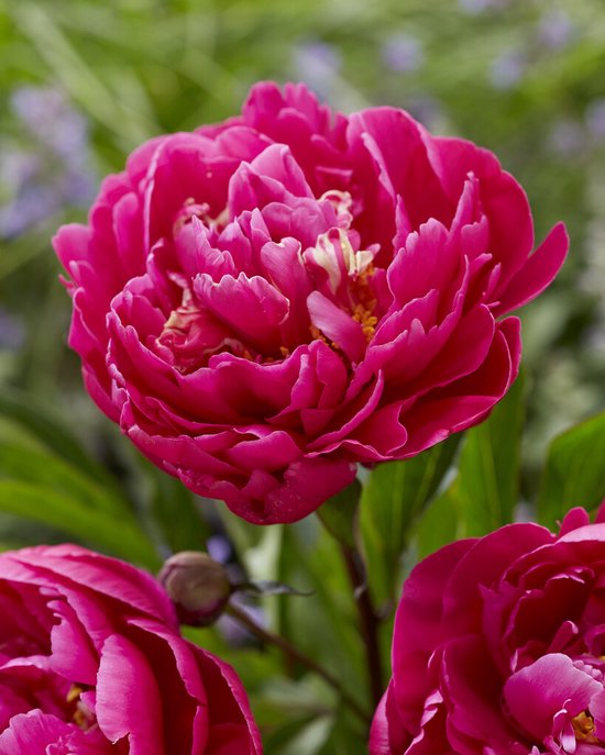 pioenroos Karl Rosenfield 3/5 - 1 stuk Paeonia pioen pioenen