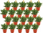 Plantenboetiek.nl | Crassula Stretto | 20 stuks - Ø5.5cm - Hoogte 10cm - Kamerplant - Groenblijvend - Multideal - Cactus & Vetplanten