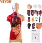M.A.R.S. Enterprise - Vevor Menselijk Torso - Mini Torso - Menselijk Lichaam - Anatomie - Anatomie Model