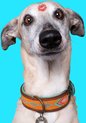DWAM Dog with a Mission Halsband hond – Hondenhalsband – Oranje – S – Leer – Halsomvang tussen 27-33 x 2 cm– Tiger Lily